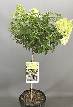 Hydrangea pan. 'Bobo'®