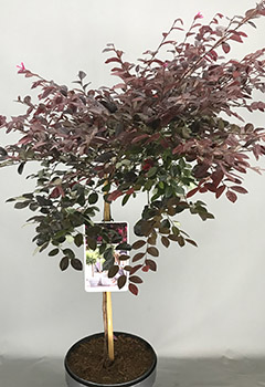 Loropetalum chinense 'Fire Dance'