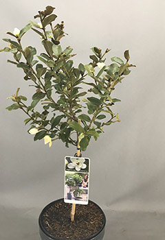 Magnolia laev. 'Gail's Favorite'®