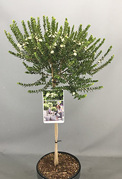 Myrtus communis tarentina