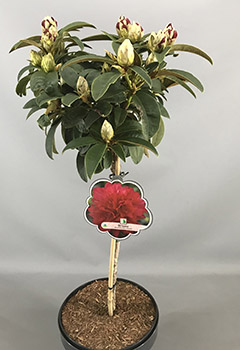 Rhododendron (Y) 'Brisanz'