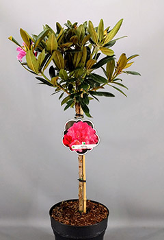 Rhododendron (Y) 'Kalinka'
