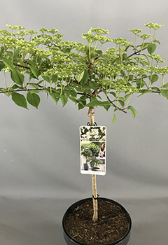 Viburnum plicatum 'Watanabe'