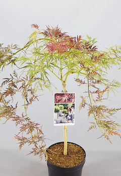 Acer palm. 'Inaba-Shidare'