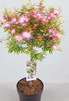 Acer palm. 'Dissectum'