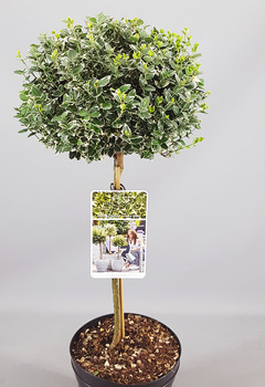 Euonymus fort. 'Emerald Gaiety'