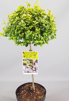 Euonymus fort. 'Emerald 'n Gold'