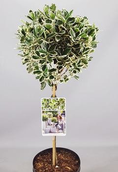 Euonymus jap. 'Kathy'®