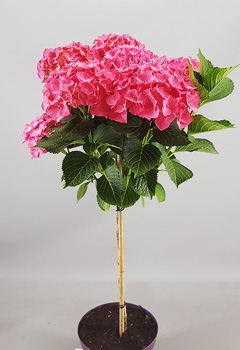 Hydrangea 'Forever & Ever Red'