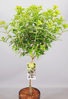 Hydrangea pan. 'Lime Light'®