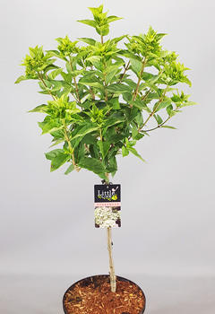 Hydrangea pan. 'Little Lime'®