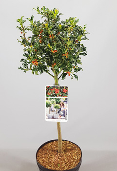 Ilex aquif. 'Alaska'