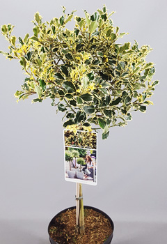 Ilex aquif. Argenteomarginata