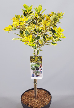 Ilex altacl. 'Golden King'