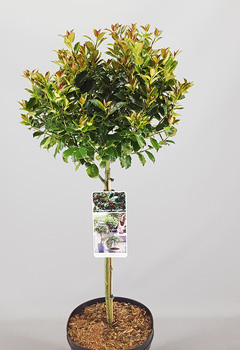 Ilex meserveae 'Blue Maid'