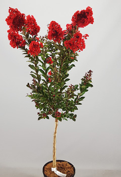 Lagerstroemia 'Red Crepe Myrtle'