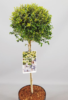 Ligustrum delavayanum