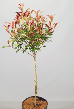 Photinia fr. 'Robusta Compacta'