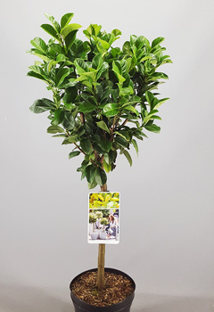 Prunus lair. 'Etna'®