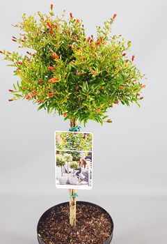 Punica granatum 'Nana'