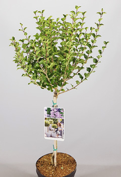 Syringa meyeri 'Palibin'